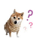 使いやすい！敬語わんこ（個別スタンプ：15）