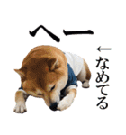 使いやすい！敬語わんこ（個別スタンプ：16）