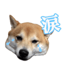 使いやすい！敬語わんこ（個別スタンプ：17）