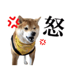 使いやすい！敬語わんこ（個別スタンプ：18）