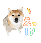使いやすい！敬語わんこ（個別スタンプ：19）