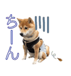 使いやすい！敬語わんこ（個別スタンプ：20）