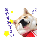 使いやすい！敬語わんこ（個別スタンプ：22）