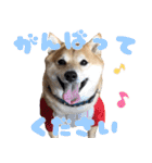 使いやすい！敬語わんこ（個別スタンプ：23）