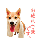 使いやすい！敬語わんこ（個別スタンプ：25）