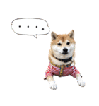 使いやすい！敬語わんこ（個別スタンプ：26）