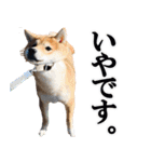 使いやすい！敬語わんこ（個別スタンプ：27）