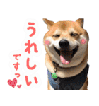 使いやすい！敬語わんこ（個別スタンプ：31）