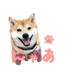 使いやすい！敬語わんこ（個別スタンプ：32）