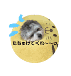 うるたん3（個別スタンプ：1）