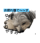 うるたん3（個別スタンプ：8）