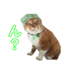 元・傷猫クロスの家猫ばんざい（個別スタンプ：1）