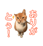 元・傷猫クロスの家猫ばんざい（個別スタンプ：3）