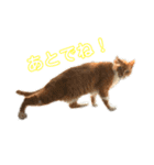 元・傷猫クロスの家猫ばんざい（個別スタンプ：7）