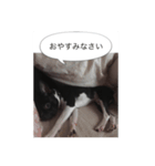 カトJIRO（個別スタンプ：7）