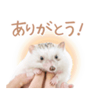 ハリネズミのノエル（個別スタンプ：1）