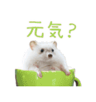 ハリネズミのノエル（個別スタンプ：3）