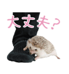 ハリネズミのノエル（個別スタンプ：4）