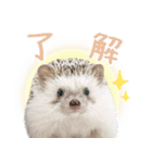 ハリネズミのノエル（個別スタンプ：5）