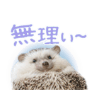 ハリネズミのノエル（個別スタンプ：6）