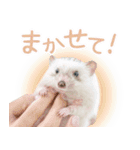 ハリネズミのノエル（個別スタンプ：7）
