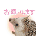 ハリネズミのノエル（個別スタンプ：8）
