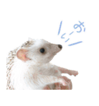 ハリネズミのノエル（個別スタンプ：9）