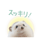 ハリネズミのノエル（個別スタンプ：13）