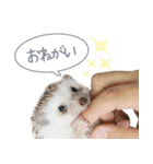 ハリネズミのノエル（個別スタンプ：15）