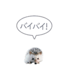 ハリネズミのノエル（個別スタンプ：20）