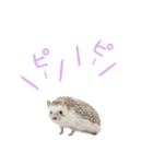 ハリネズミのノエル（個別スタンプ：21）