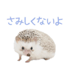 ハリネズミのノエル（個別スタンプ：25）