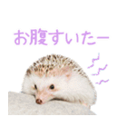 ハリネズミのノエル（個別スタンプ：29）