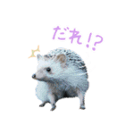 ハリネズミのノエル（個別スタンプ：30）