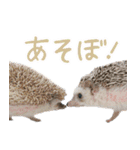 ハリネズミのノエル（個別スタンプ：31）