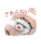 ハリネズミのノエル（個別スタンプ：33）