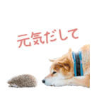 ハリネズミのノエル（個別スタンプ：37）