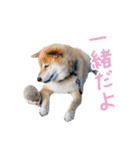 ハリネズミのノエル（個別スタンプ：38）