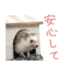 ハリネズミのノエル（個別スタンプ：40）