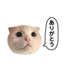 きなもなふきだしスタンプ（個別スタンプ：1）