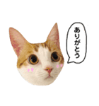 きなもなふきだしスタンプ（個別スタンプ：2）