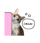 きなもなふきだしスタンプ（個別スタンプ：4）