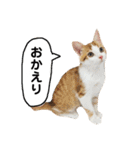 きなもなふきだしスタンプ（個別スタンプ：13）