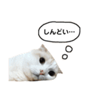 きなもなふきだしスタンプ（個別スタンプ：15）