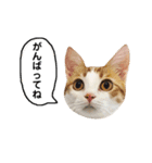 きなもなふきだしスタンプ（個別スタンプ：16）