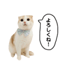 きなもなふきだしスタンプ（個別スタンプ：25）