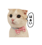 きなもなふきだしスタンプ（個別スタンプ：27）