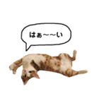 きなもなふきだしスタンプ（個別スタンプ：28）
