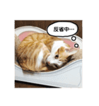 きなもなふきだしスタンプ（個別スタンプ：29）