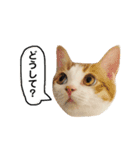 きなもなふきだしスタンプ（個別スタンプ：34）